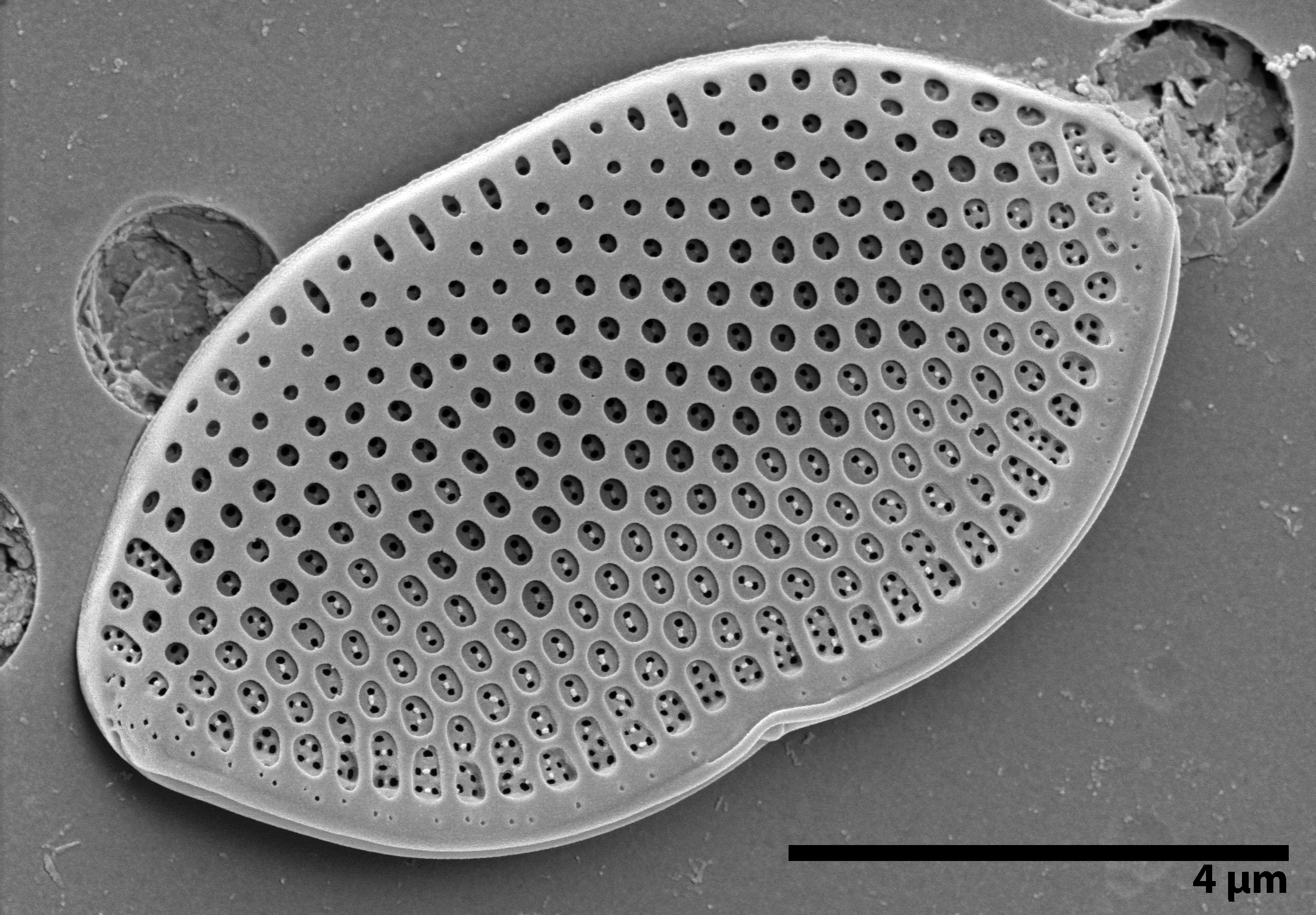 Zawiadomienie o publicznej obronie rozprawy doktorskiej mgr Marty Krzywdy
