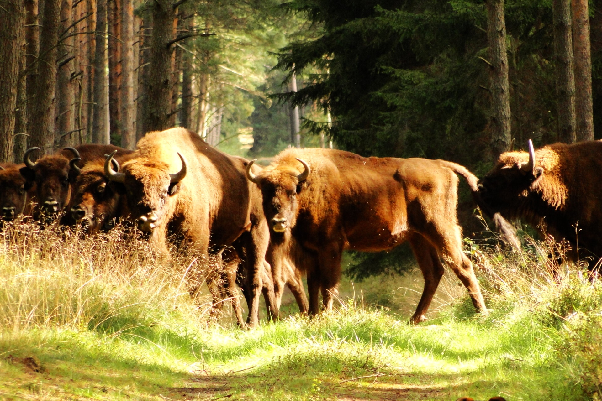 Żubry, lasy i telemetria. Nowa publikacja z udziałem INoMiŚ w Nature Ecology & Evolution